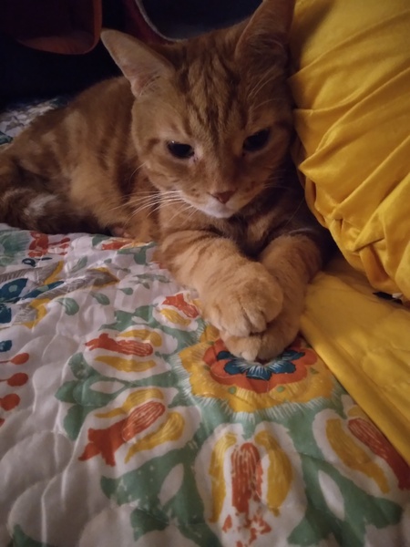 Garfield