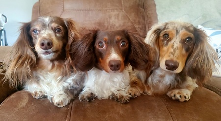 Ollie, Ellie, Millie 
