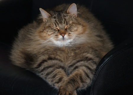 Samson