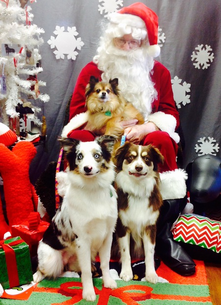 the two mini aussie's Are Gabby abs Indy and the Pom Is Sadie