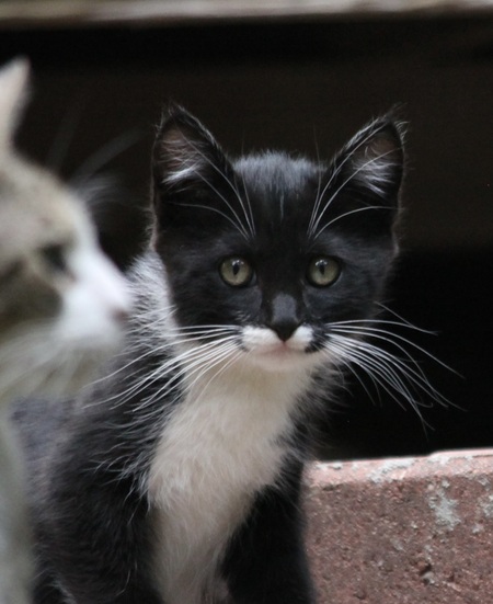 Tuxedo