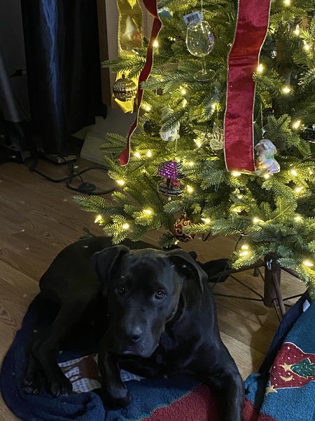 Kimbo 