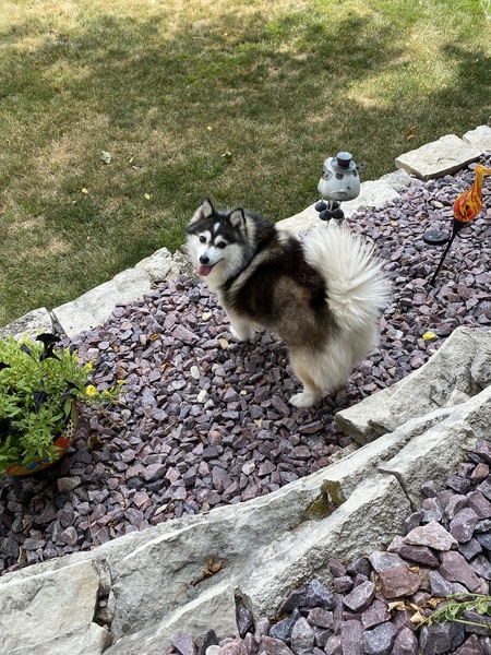 Oreo