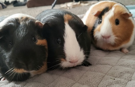 Reese, Dorcas, & Luna