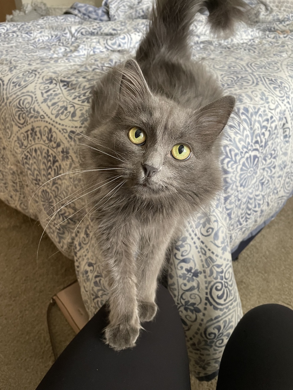 Vote for Lulu | 2024 Calendar Contest Vote for Lulu | 2024 Calendar Contest