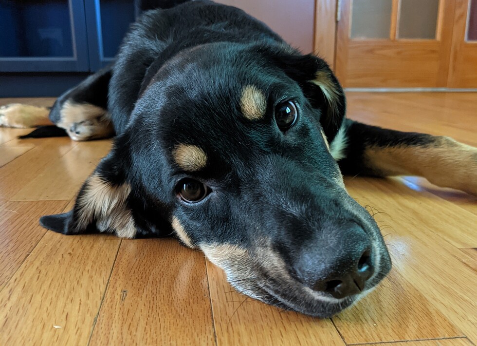 Vote for Harvey 2025 Calendar Contest
