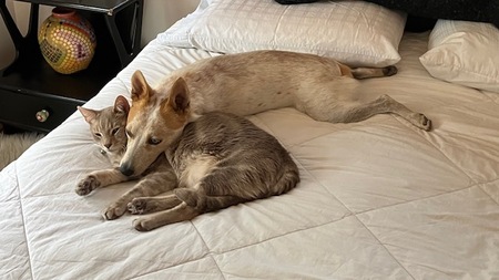 Roxy (Australian Cattle Dog) with Izzy (Gray Tabby Cat)