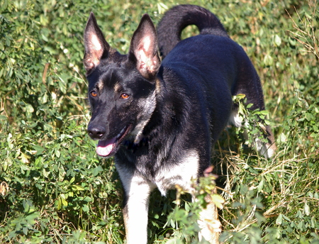 Cooper