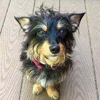 Lacey