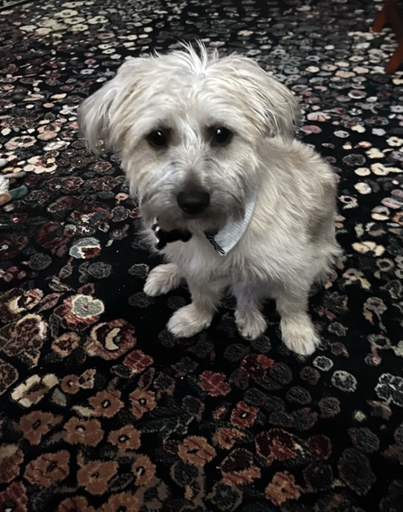 Huckleberry