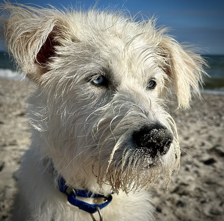 Murphy 
