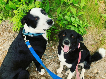 Echo & Nugget