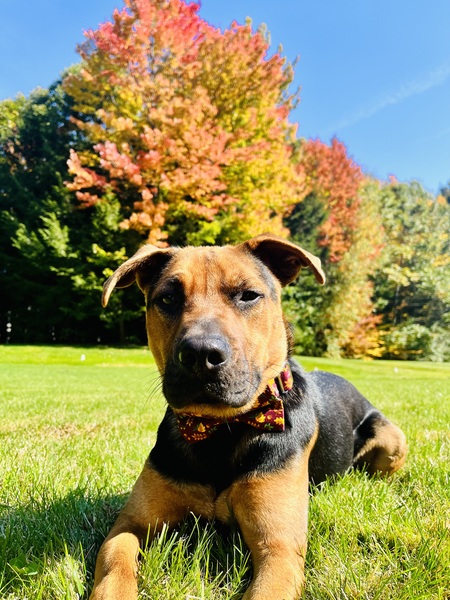 Rex