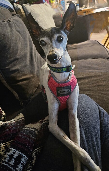 Bella