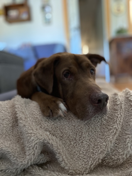 Buddy the Woof