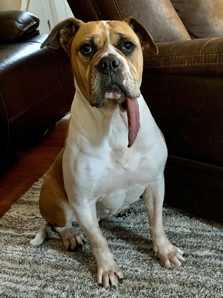 Lizzie Longtongue