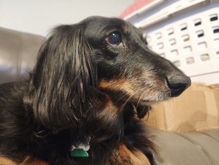 Portia