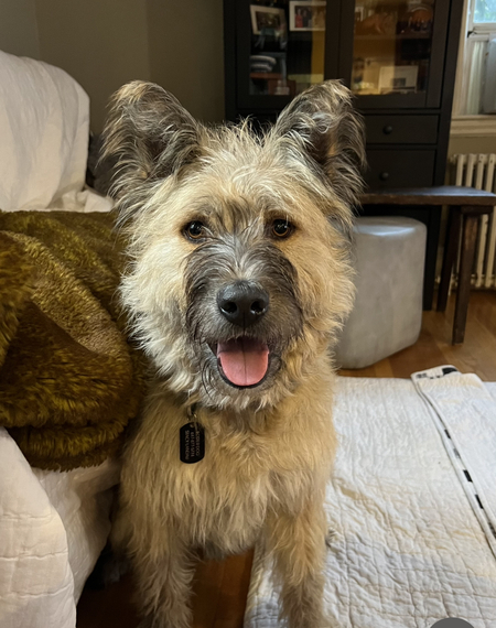 Arlo 