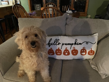 Pumpkin 