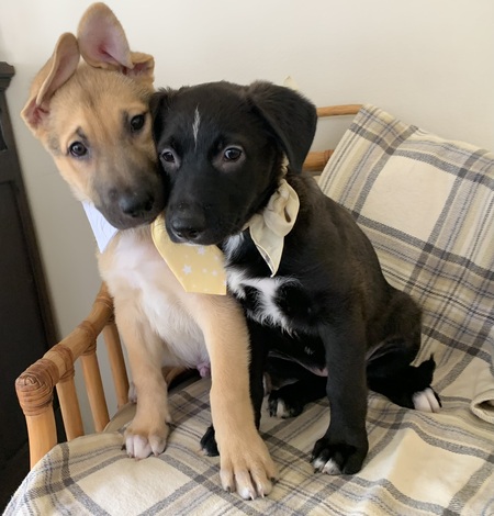 Ranger and Rosie