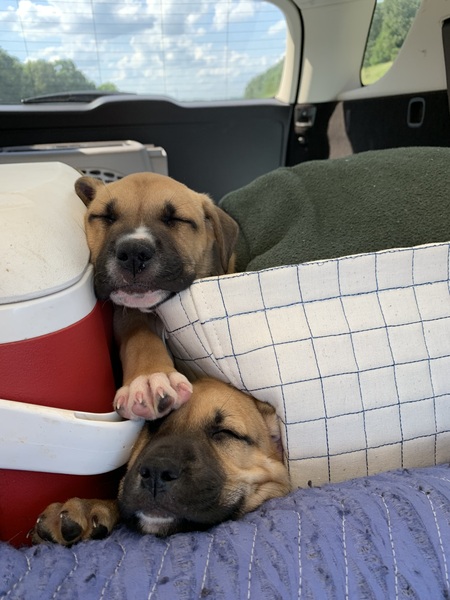 Yogi and Nash