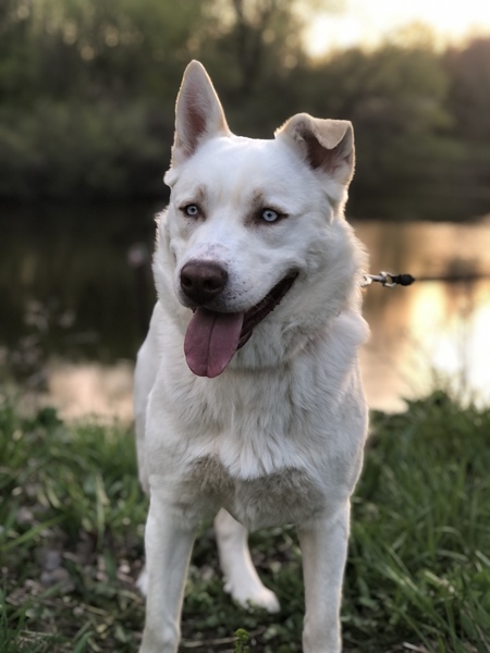 Apollo