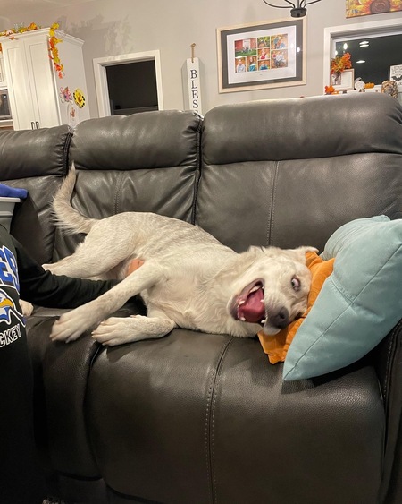 Nala