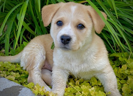 Pip