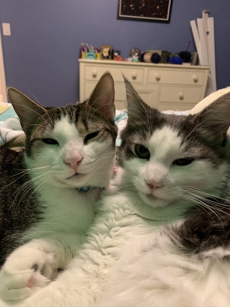 Cricket & Laszlo