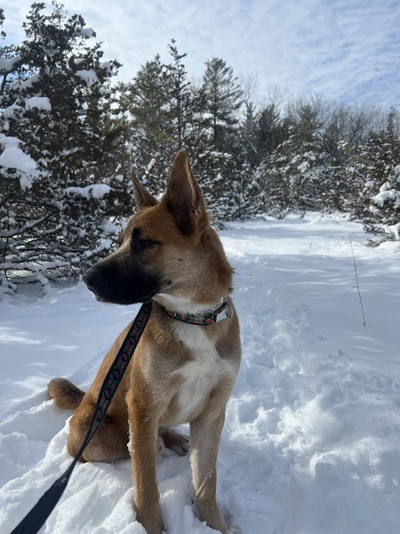 Kodak (Dax) Shepherd