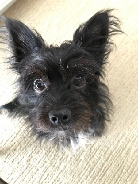 Pepper 