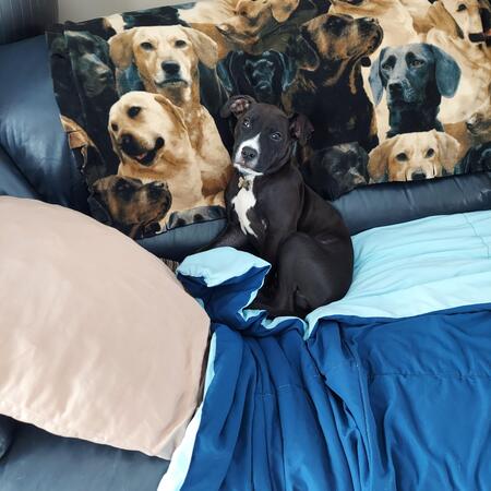 Baxter