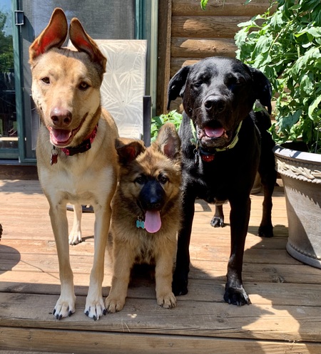 Remy, Haley & Rowdy