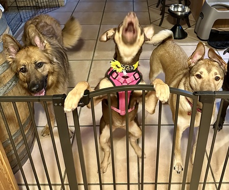 Harley, Capella and Remy Dog Pawtry! 