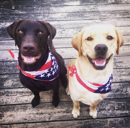 Patriotic Buddy and Ranger