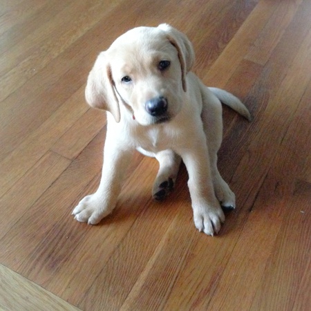 Delilah