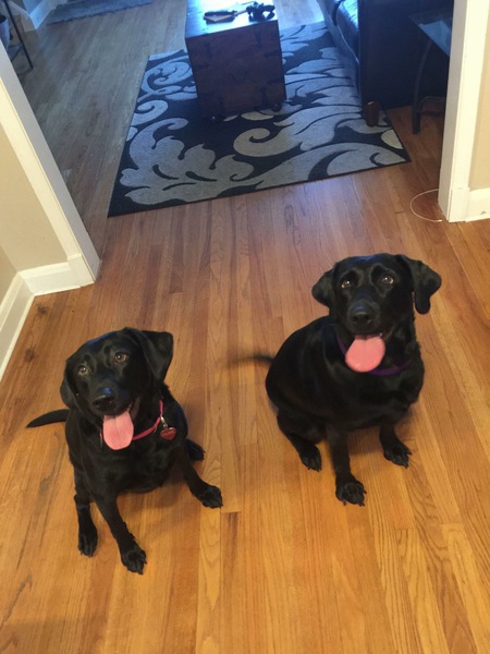 Olive and Luna Twinsies