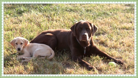 Cooper & his foster puppy friend