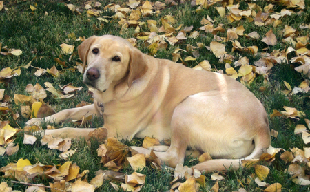 Butters
