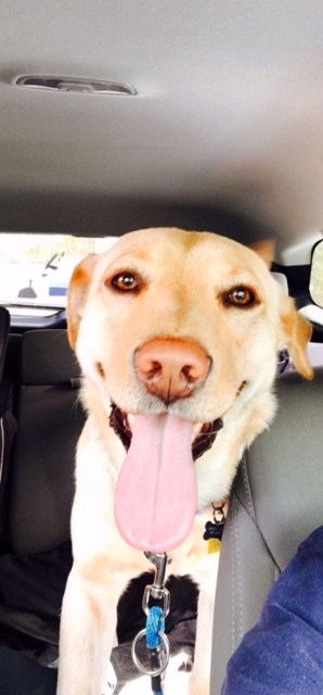 Emerson loves his car rides