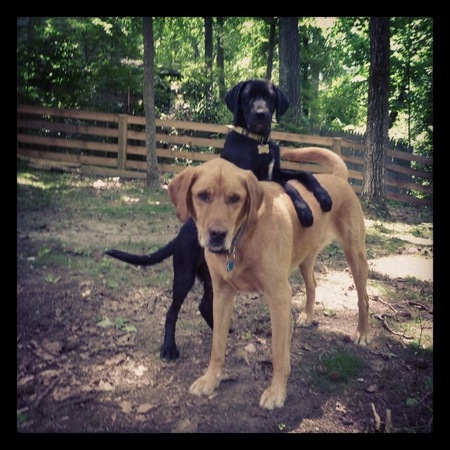 Watson and Guinness