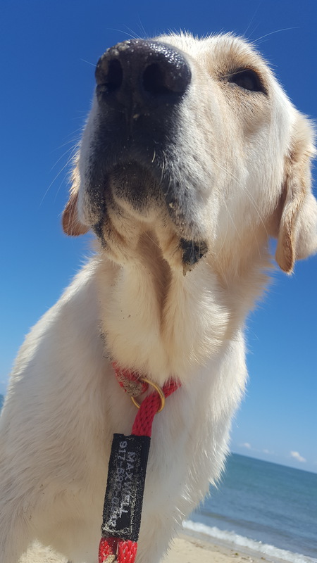 Maxwell 