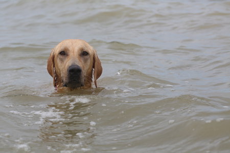 Chesapeake Charlie