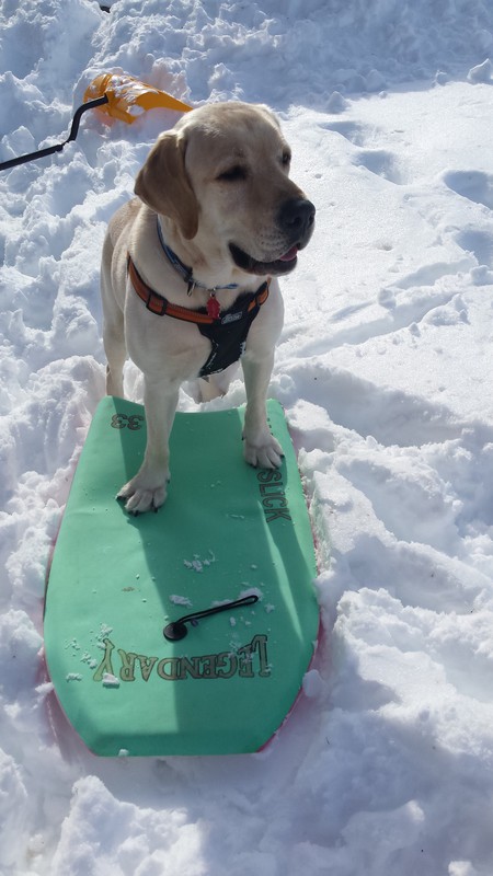 Hunter the Snow Surfer!