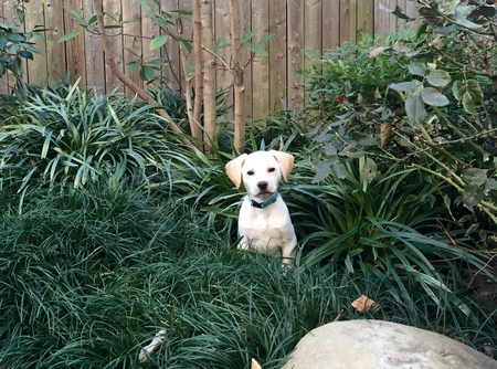 Atlas, Jungle Puppy