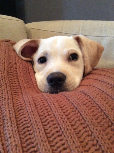 Atlas the cuddle pup