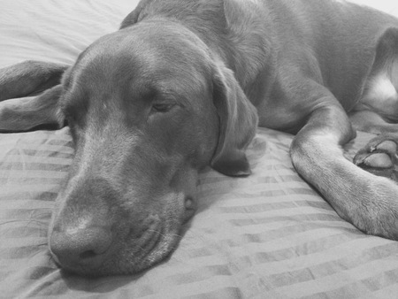 Dexter