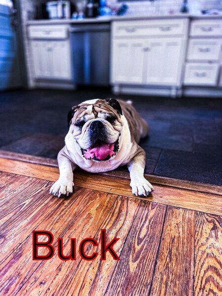 Buck