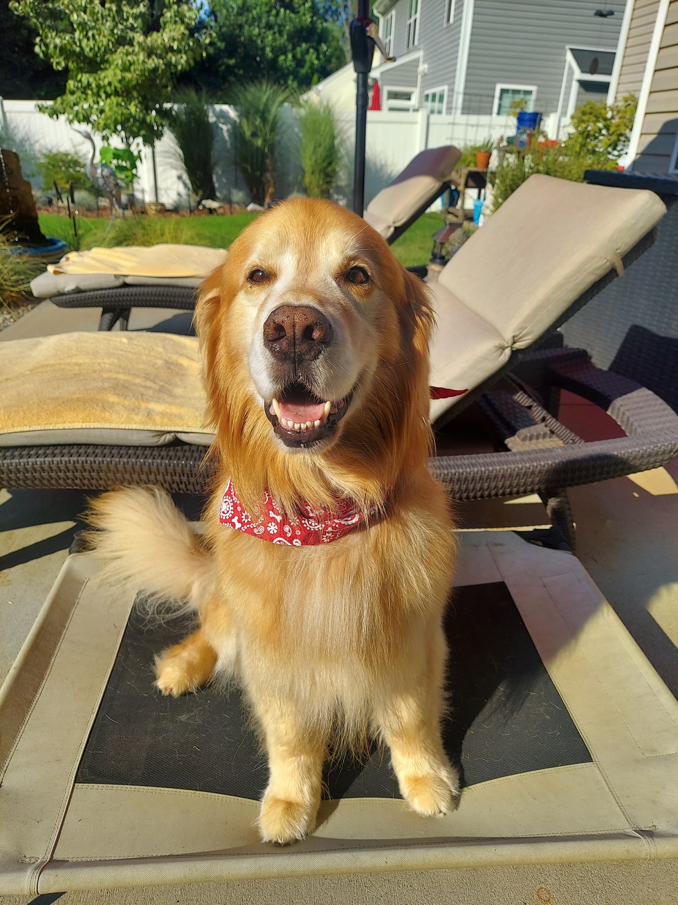 Vote for Tucker Triad Golden Retriever Calendar Contest 2024