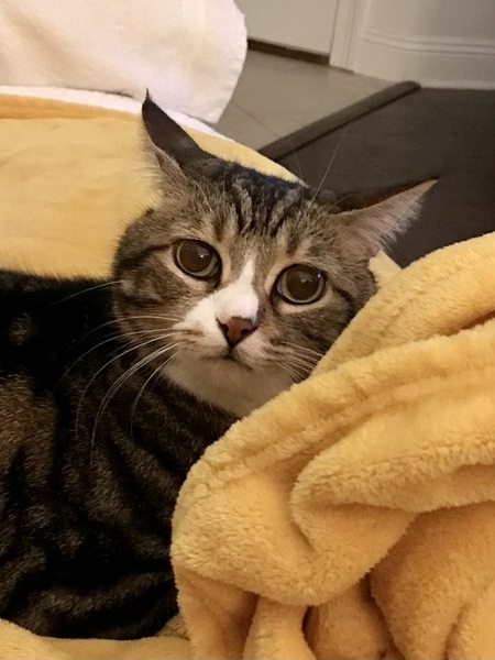 Sir Reginald McLongshanks III (Reggie)